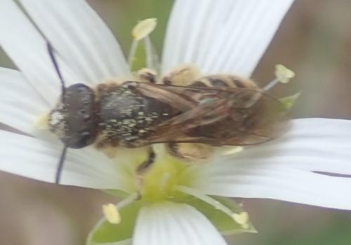Réf. 280 752 : Halictinae inconnu